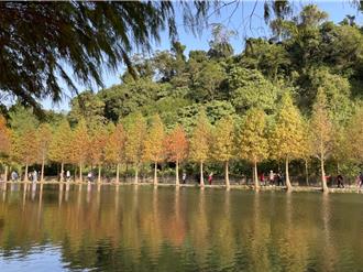 大溪月眉人工溼地落羽松季 车辆违停将开罚