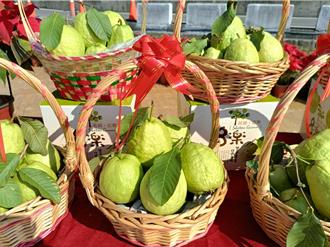 千斤芭樂免費吃 ！彰化社頭「織襪芭樂」觀光節登場 