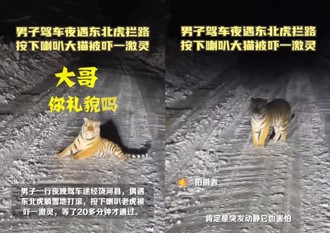 深夜開車遇「東北大貓」擋路　車主按喇叭險嚇尿