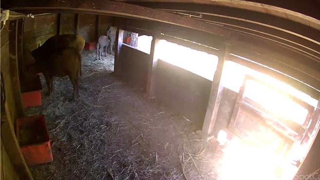 為避免水牛群因低溫及營養不良造成傷亡，陽管處架設監視器畫面能清楚觀察水牛使用庇護站情形。(北市動物保護處動物救援隊提供)