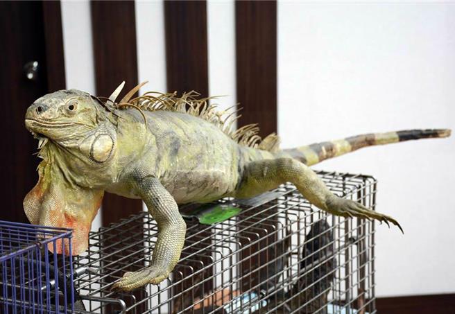 近日在高雄火车站附近街道，有网友目睹绿鬣蜥（见图）大摇大摆地过马路。（本报资料照片，非新闻中的绿鬣蜥）