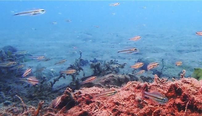 今年首度纪录到中线鹦天竺鲷。（新北市动保处提供）