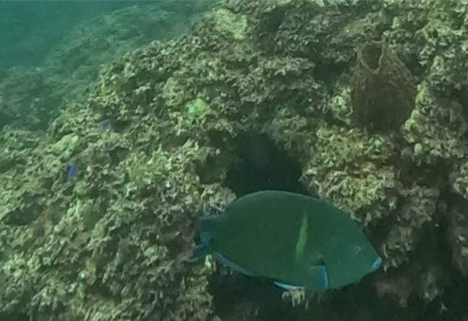 今年首度纪录到青斑阿南鱼。（新北市动保处提供）