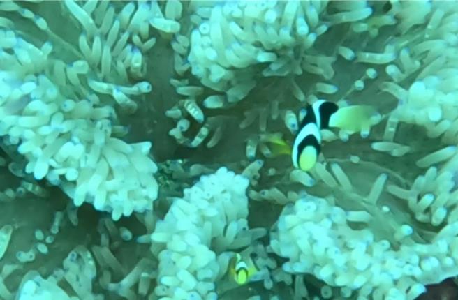 克氏双鉅鱼。（新北市动保处提供）