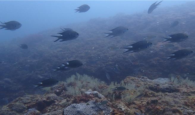 尾斑光鳃雀鲷多次被纪录到稳定族群。（新北市动保处提供）