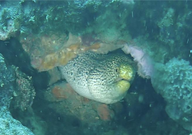 潜水员的明星物种裸胸鯙。（新北市动保处提供）