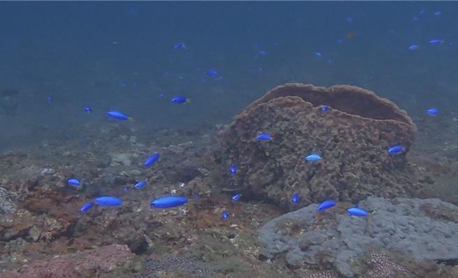 霓虹雀鲷为优势鱼种之一。（新北市动保处提供）