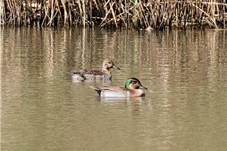 金城湖驚見稀客！二級保育類「巴鴨」現身