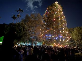 全台最高活聖誕樹點亮！淡江中學57年南洋杉綻放璀璨光芒