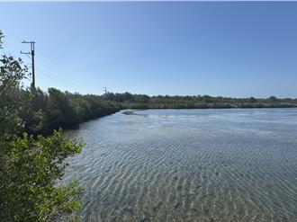 生態殺手還是守護者？紅樹林創造每公頃180萬元價值