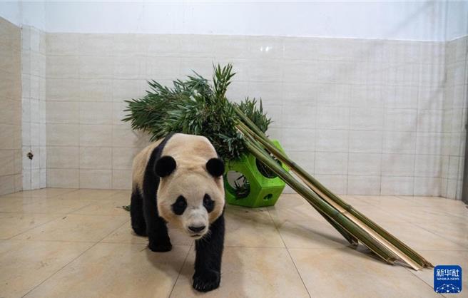大熊猫「福宝」4日在室内散步。（新华社）