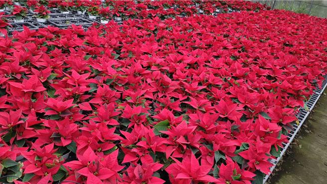 桃园市八德区诘雅花卉农园二代青农吴承烨，已连续7年于社团法人中华盆花协会全国评鑑的3吋圣诞红项目夺得冠军。（吴承烨提供）