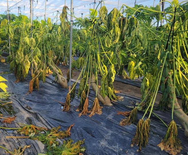 美濃果樹產銷班第16班班長曾文秋表示，美濃木瓜幾乎全軍覆沒，最近整個美濃區一天只能出60箱木瓜。（曾文秋提供／林雅惠高雄傳真）