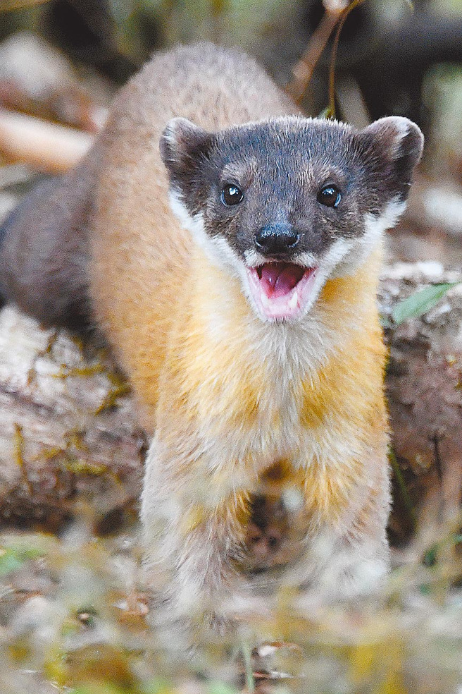 黄喉貂模样看似呆萌可爱，却是肉食性动物，倘若遇到势必要保持距离。（图／中时资料照）