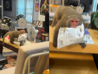 高雄奇景！「猴子」闖服飾店搶洋芋片開溜  網笑：報警也沒用