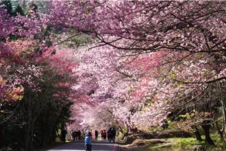 武陵櫻花季要來了！2／8起交通管制 相關規定一次看