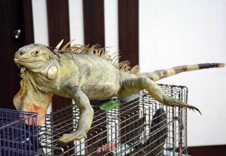 農業部「獵龍小組」成立！ 綠鬣蜥納天災回報系統