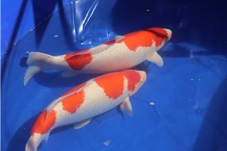 水中活寶石聚新竹！國際錦鯉品評會 850尾爭豔價值破千萬