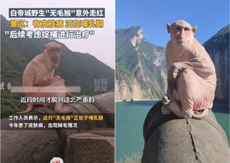 白帝城出现野生「无毛猴」 当地人说明竟是这原因！