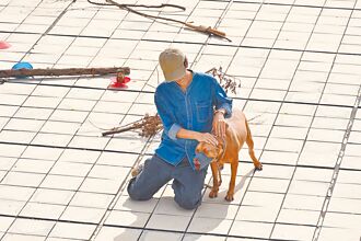 竹县 曾咬死人 比特犬关3年 专家助戴罩放封