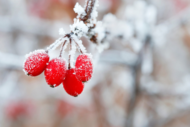 属猪的人大雪期间财运旺，大钱小钱通通来。（示意图：Shutterstock／达志）