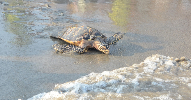 天母街头惊见断头玳瑁！标本遭弃 动保处：无法可罚。示意图，非新闻中玳瑁。（本报资料照）