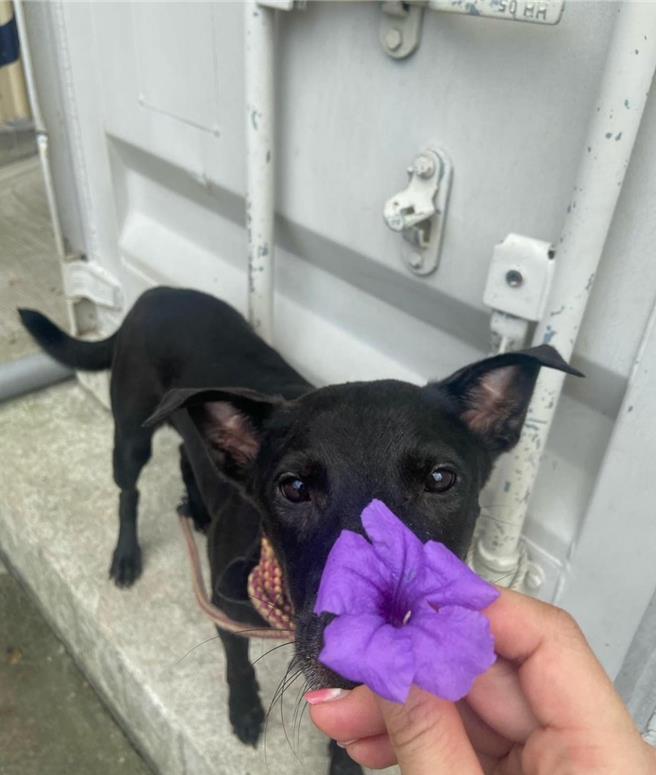 流浪毛孩与一般宠物无异，都相当可爱听话，也值得拥有一个归属。（新北动保处提供）