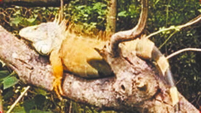 为扩大绿鬣蜥移除量能，林保署开放民眾加入「猎龙」行列，并祭出移除奖励金。（台南市政府提供／张毓翎台南传真）