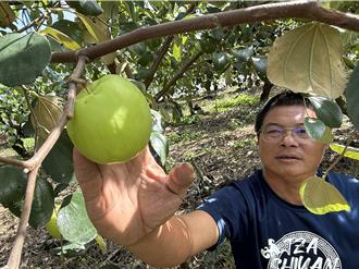 颱風攪局！蜜棗產量銳減 價格恐飆高