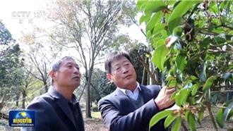 大陆革命老区典型贫困村   打响苗木种植招牌