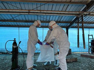 台南西港區肉鵝場染禽流感 7日完成撲殺108隻肉鵝