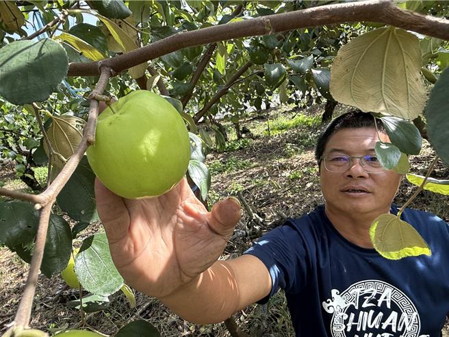 呂益勝的雪麗蜜棗已像個小蘋果，再等幾天即可上市搶個好價錢。（寶智華攝）