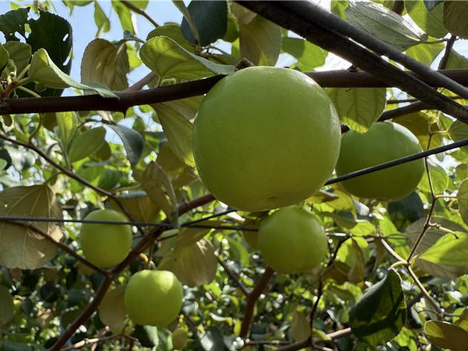 今年蜜棗授粉受氣候影響，結果率明顯降低，授粉不完全的小果數量也明顯增加。（寶智華攝）