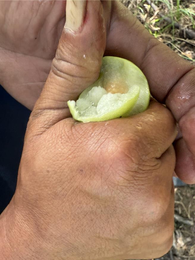 雪麗皮薄肉脆，稍微出力就可捏破。（寶智華攝）