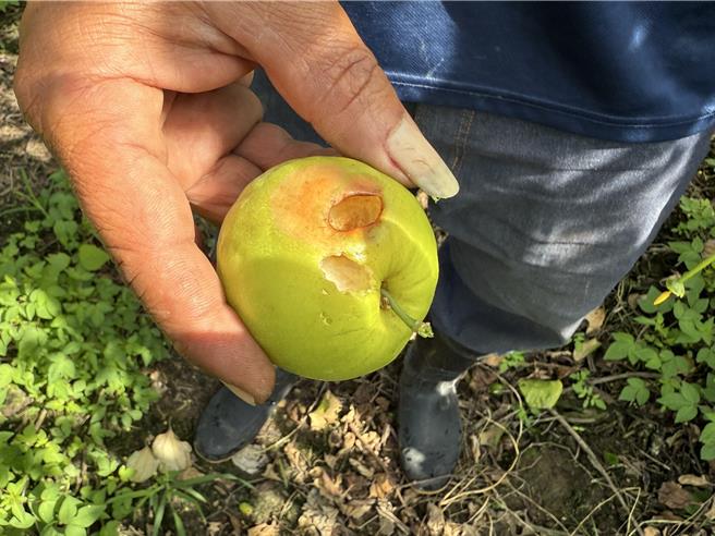 白頭翁闖進網室啄食蜜棗，讓果農心疼不已。（寶智華攝）