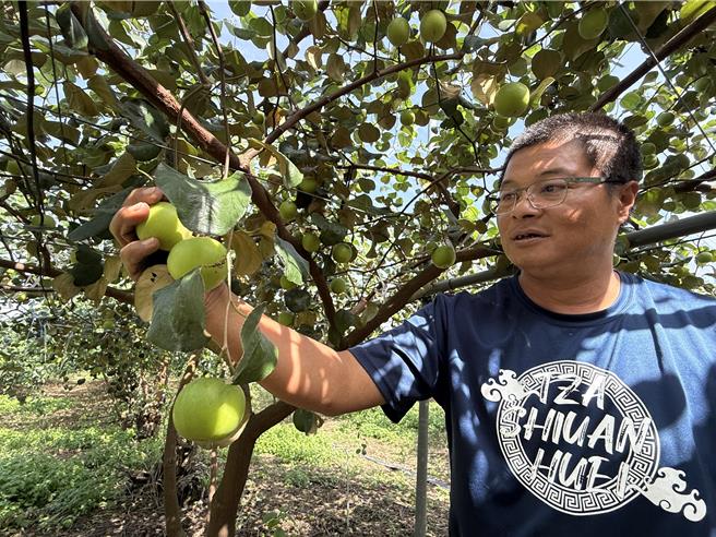 呂益勝粗估今年蜜棗產量要比去年減少2成以上。（寶智華攝）