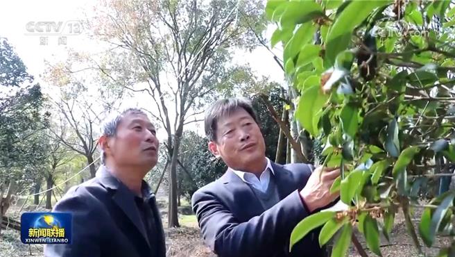 陆革命老区典型贫困村盘活林地资源打响苗木招牌。（大陆央视）