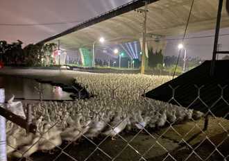 潮州音樂祭射遠燈 鴨農控嚇死一堆鴨子 主辦道歉