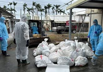 禽流感隨候鳥襲台 今年全台已撲殺37處養禽場