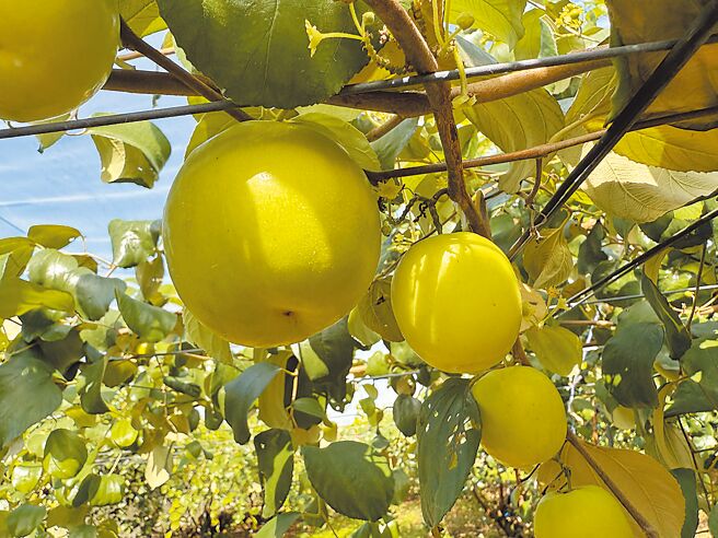 台南市蜜枣陆续採收，最大达4两重，有如小苹果。（宝智华摄）