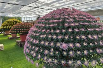 精雕細琢！臺灣大立菊、菊花新品種現身士林官邸