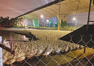 潮州音樂祭 高空雷射釀鴨群亡 高雄羊舍遭火噬 逾80隻羊慘死