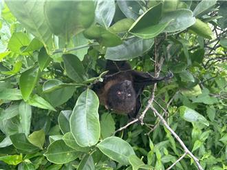 台湾首例狐蝠野放失败 「蝠宝」疑遭天敌捕食