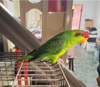 養10對鸚鵡每天叫「鄰居崩潰看精神科」 男挨罰2000元後剩2隻