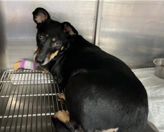 遛狗小心！鉤端螺旋體感染恐致死 定期施打疫苗可預防