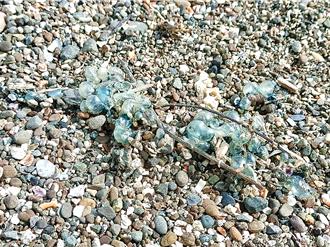 東海岸驚現大批僧帽水母 專家示警：遺骸仍有毒