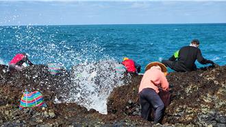 澎湖黑金紫菜今年首採收 144人登姑婆嶼搶賺年終