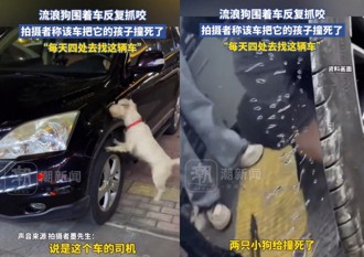 浪浪2幼犬遭轎車輾斃！ 廣東狗媽媽每天找車破壞「報復」