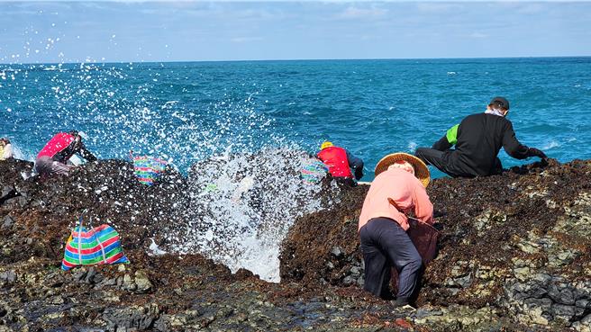 澎湖赤崁村民11日登姑婆嶼，搏風浪挽紫菜。（許逸民攝）