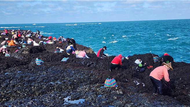 澎湖赤崁村民11日登姑婆嶼挽紫菜，但今年人數較往年少了很多。（許逸民攝）